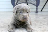 Labrador Retriever thumbnail