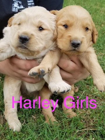 Golden Retriever puppy for sale + 52805