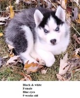 AKC Siberian Husky Champion  lines Siberian Husky for sale/adoption