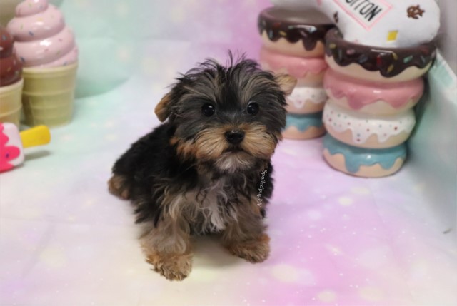 Morkie puppy for sale + 60430