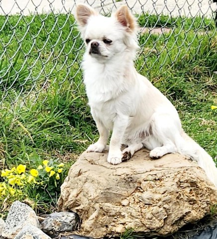 Chihuahua puppy for sale + 65237