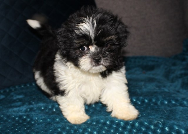 Shihtzu   Puppies