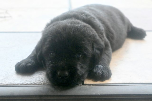 Labrador Retriever puppy for sale + 66671