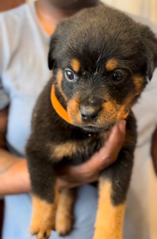 AKC Rottweiler puppies