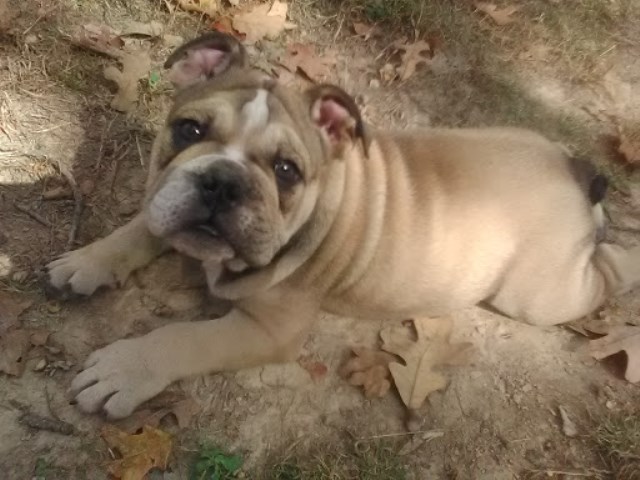 For Sale Male English Bulldog