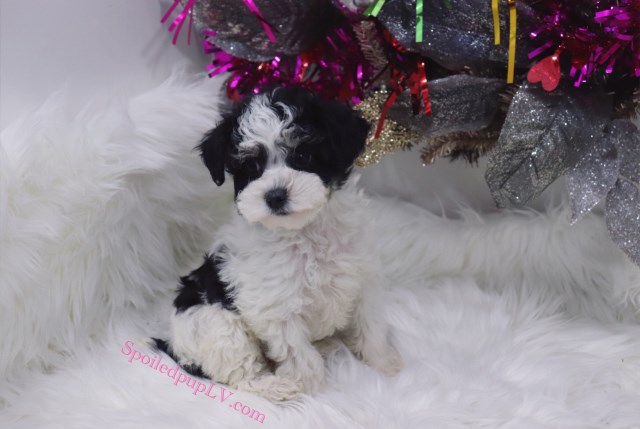 Maltese puppy for sale + 55043