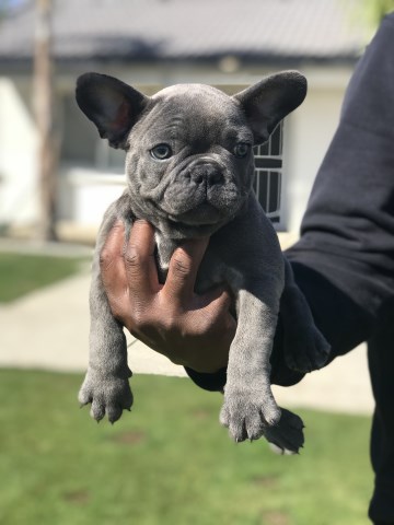 French Bulldog Puppy