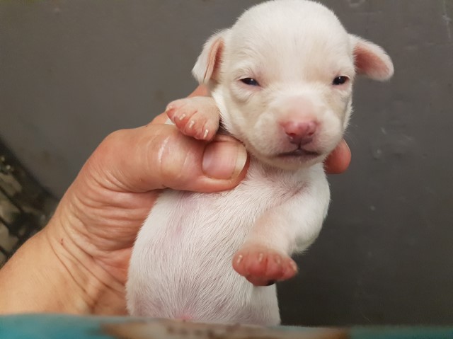 White male chihuahua puppy