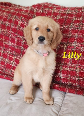 AKC Lilly (Golden Retriever)