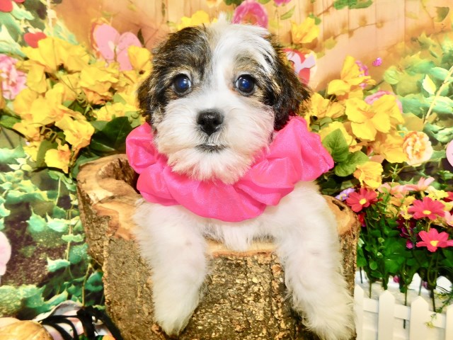 Shih Poo puppy for sale + 66606