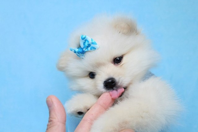 Pomeranian puppy for sale + 56619