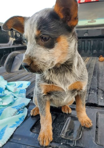 Australian Cattle Dog puppy for sale + 61030