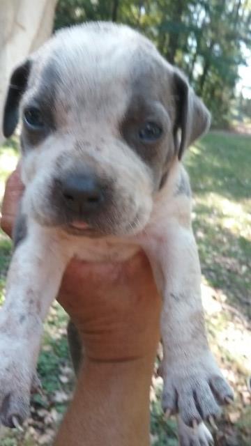 American Pit Bull Terrier puppy for sale + 47063
