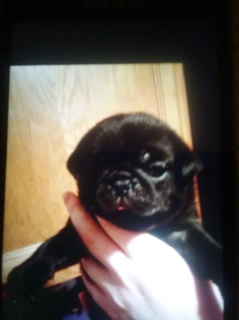 Pug puppy for sale + 49294