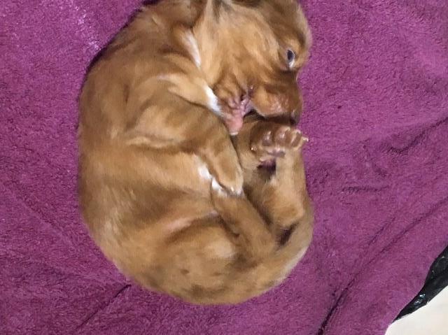 Dachshund puppy dog for sale in Summit, Mississippi