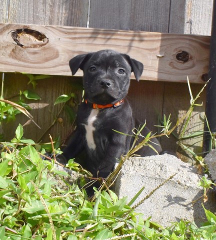 Staffordshire Bull Terrier puppy for sale + 63809
