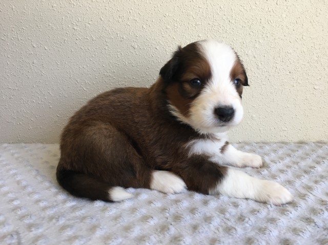 English Shepherd puppy for sale + 62027