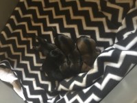 Miniature Schnauzer thumbnail