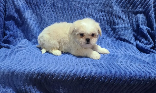 Shih-Tzu puppies