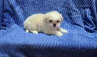Shih-Tzu puppies Shih Tzu for sale/adoption