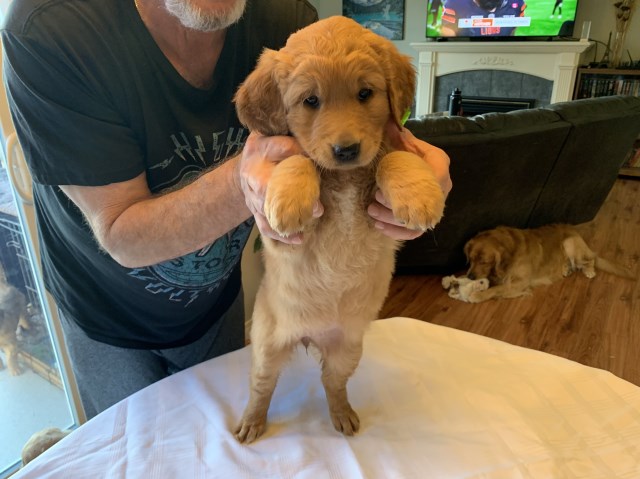 Golden Retriever puppy for sale + 66861
