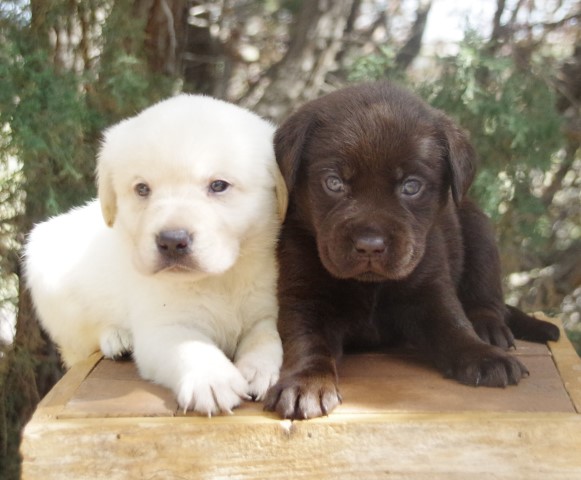 CHOCOLATE, WHITE, FOX RED LABS and YELLOW GOLDADORS READY JULY and AUG