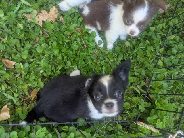 Chihuahua