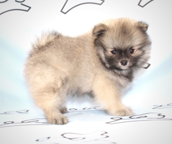 Pomeranian puppy for sale + 61401