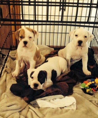 American Bulldog Puppies For Adoption.