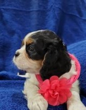 Cavalier King Charles Spaniel puppy for sale + 64173