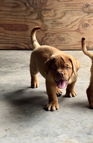 Dogue De Bordeaux puppy for sale + 63947