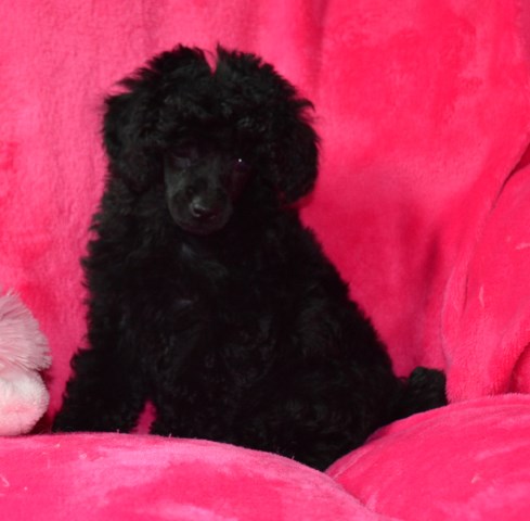Poodle Toy puppy for sale + 50412