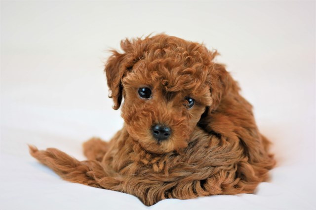 Goldendoodle puppy for sale + 59451