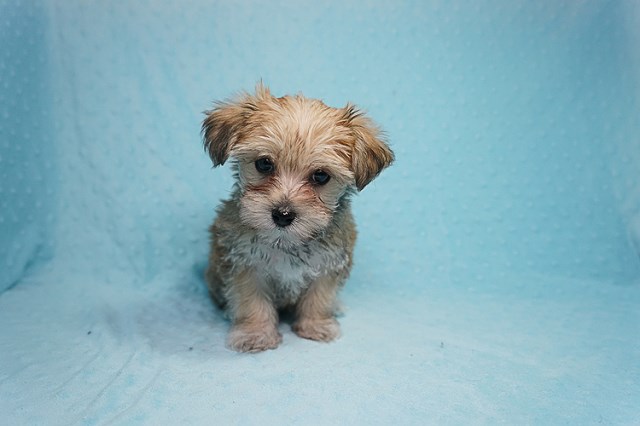 Teacup Morkie (Maltese - Yorkie) Puppy!