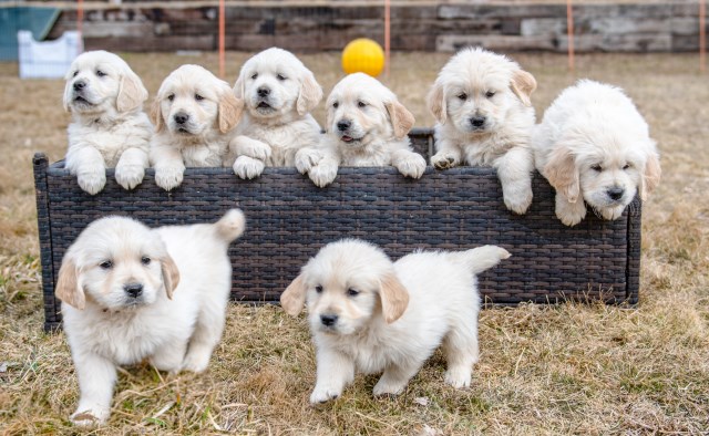 Golden Retriever puppy for sale + 56153