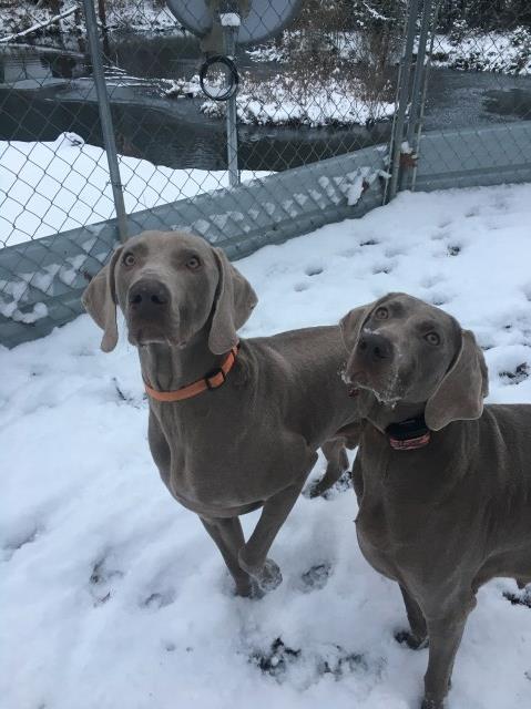 Weimaraner puppy for sale + 50701