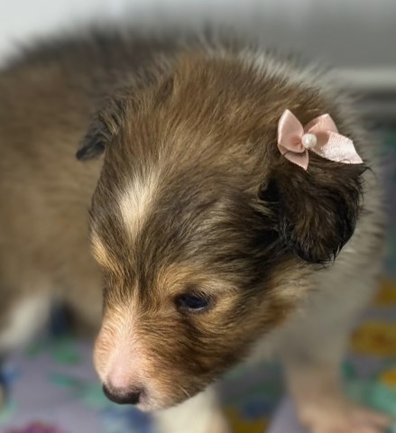 Shetland Sheepdog puppy for sale + 64102
