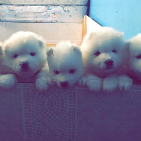 Samoyed puppy for sale + 53982