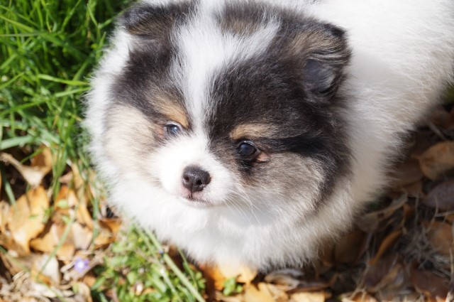 CKC Pomeranian - PATRICK; Throwback Male