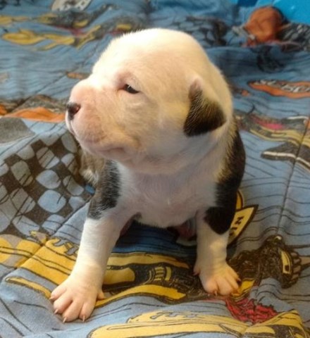 Alapaha Blue Blood Bulldog puppy for sale + 53968