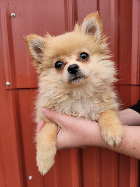 Adorable Pomeranians born July 21, 2022. Call 231 447 0459