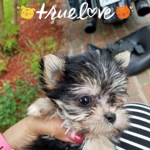 Morkie Puppies For Sale