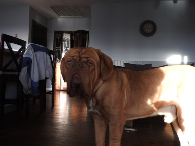 Dogue De Bordeaux puppy for sale + 47748