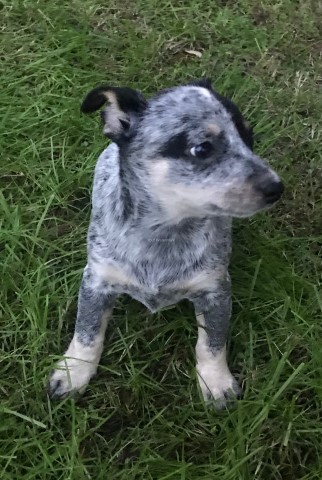 Australian Cattle Dog puppy for sale + 62789