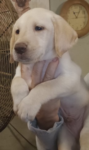 Labrador Retriever puppy for sale + 66812