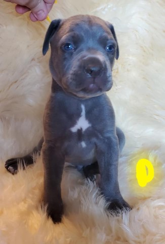 Cane Corso puppy for sale + 62347