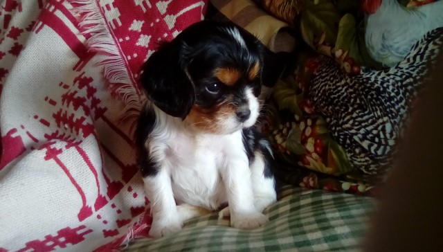 Cavalier King Charles Spaniel puppy for sale + 61113