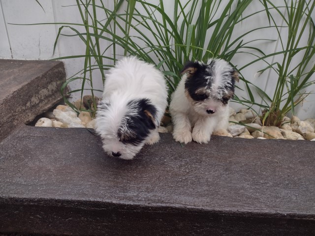 Parti Yorkies Male and Female 9 weeks old