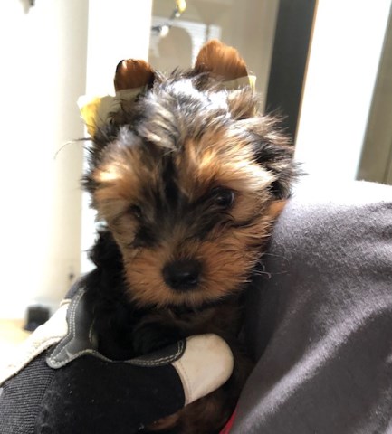 Yorkshire Terrier Babies seeking new families and homes