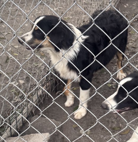 Australian Shepherd Dog puppy for sale + 66632